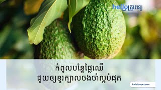 កំពូលបន្លែផ្លែឈើ ជួយឲ្យខួរក្បាលចងចាំល្អបំផុត