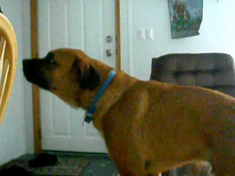 Rufus's Funny Air Rufus's Funny Air