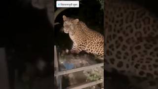 शिवजन्मभूमि_ जुन्नर🚩Tiger #tiger #shorts #viral