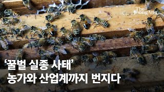 꿀벌이 사라졌다… 농가와 산업계까지 번진 '꿀벌 실종 사태'