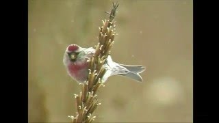 ベニヒワ（1）中之条町（群馬県-旧六合村） - Common redpoll - Wild Bird - 野鳥 動画図鑑