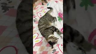 猫🐱：今天在家的单身狗就看我蹬被子吧哈哈哈！虎子不是闹闹 发条猫虎子 狸花猫 猫咪的迷惑行为 情人节