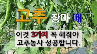 고추 장마 때 이것 3가지 꼭 해줘야 고추 농사 성공합니다. #주말농장 #고추 가꾸기 # 탄저병 #역병 #청고병 #담배나방 # 총채벌레 #고추 진딧물.