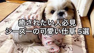 【飼い主と犬】シーズーの可愛い仕草5選2