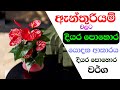 Anthurium fertilizer ඇන්තුරියම් පොහොර Anthurium pohora Anthurium wagawa sinhala