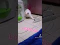 【子猫】凄いダッシュを見せるも…　 shorts kitten 子猫