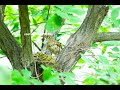 호랑지빠귀 white s thrush 참새목 지빠귀과 호랑지빠귀속 노랑딱새 mugimaki flycatcher