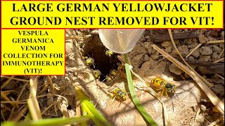 LARGE GERMAN YELLOWJACKET GROUND NEST! LANDSCAPERS GOT STUNG! INVASIVE VESPULA GERMANICA WASPS!