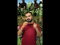 अफ़ीम की खेती afeem farming in india opium farming how we take licence shortvideo short