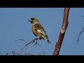 オオカワラヒワ　grey capped greenfinch　野鳥　wildbirds