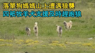 落單狗媽媽山上遭遇狼襲，四只牧羊犬支援及時趕跑狼，羊群的守護者，牧羊犬如何智擒山頂伏擊的狼！