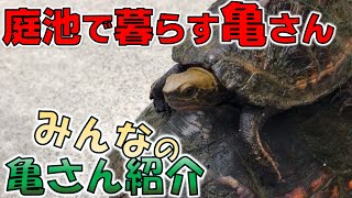 「みんなの亀さん紹介 第46回」自作庭池で暮らす亀さんたち。中学生が捕まえてきました！【2020#008】