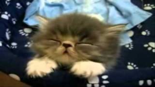 Farting Cats \u0026 Dogs/Furzende Katzen und Hunde