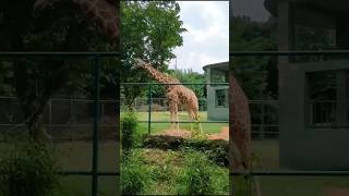 Nandankanan Zoological park#nandankananzoologicalpark #bhubaneswar #zoo #nandankanan #odisha