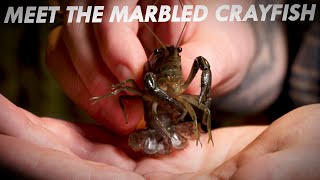 Meet the Marbled Crayfish | Great Lakes Now