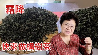 牛皮癬剋星❗️霜降構樹茶❗️顧腎降壓降糖-霜降後構樹一年最有價值的養生茶