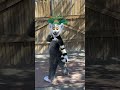 Best! King Julien! Madagascar Movie! Universal Orlando Resort! All Hail King Julien!