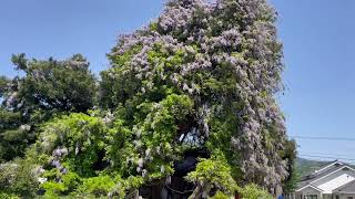 2024年5月4日djiオズモモバイル♯SONY500α♯djiドローン♯国見町深山神社の藤の花♯