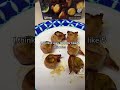 TRYING THE BACON WRAPPED SCALLOPS FROM ALDI'S