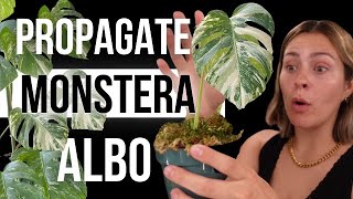 The EASY Way to Propagate Variegated Monstera Albo from Start to Finish!