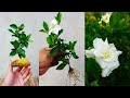 How to grow Gardenia plant from cuttings| easy way of growing Gardenias