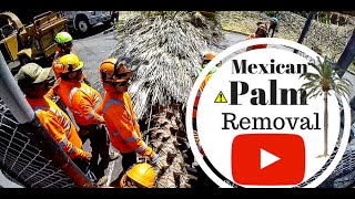 MEXICAN FAN PALM REMOVAL