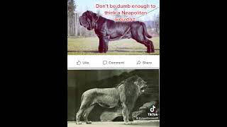 Neapolitan Mastiff VS Lion resemblance