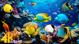 Ocean 4K - Sea Animals for Relaxation, Beautiful Coral Reef Fish in Aquarium, 4K Video Ultra HD