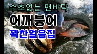 붕어낚시 얼음낚시 수초없는 맨바닥 어깨붕어 얼음집 가득 강추!