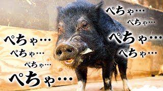 ミニブタぷーちゃんの独特な咀嚼音がすんごいクセになったw【4Kで見る動物園】Miniture pig ASMR 4K high resolution