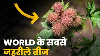 अरंडी के पौधे में पाए जाने वाला खतरनाक जहर | Most poisonous plant in the world