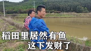 不放水不知道一放吓一跳，稻田里还藏有这么多鱼，这下发财了！【螃爷Pang】