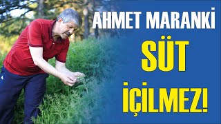 AHMET MARANKİ | SÜT İÇİLMEZ, YOĞURT YAPILIR, KEFİR YAPILIR, TEREYAĞ YAPILIR!