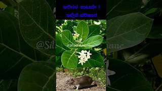 ಇಲಿಗಳ ಕಾಟವೇ ? ಇಲ್ಲಿದೆ ಪರಿಹಾರ 🙈 Natural Rat Repellent ! #tips #viral #shorts #ratrepellent