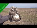 káně rousná buteo lagopus ptáci zblízka