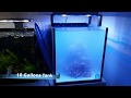 My Nano Reef Tank | 10 Gallons Reef Tank California ~ Greenhorn Reefer