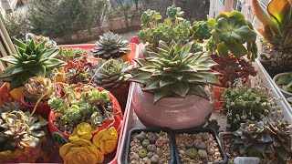 🔴다육이 꽃대 자르기 자르는 이유 꽃대번식🔵릴리패드 꽃대 자르기 Succulent plant Bottl garden 多肉植物 화분 다육식물