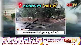 Bharuch : જંબુસરમાં આંબાનું વૃક્ષ ધરાશાયી થયું | Gstv Gujarati News