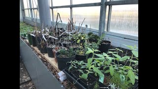 Low budget voedselbos planten