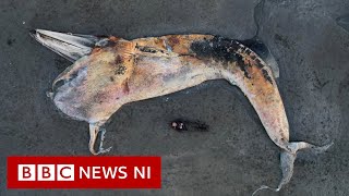 Sei whale carcass on County Down beach could become a museum attraction - BBC News NI