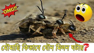 মৌমাছিরা কিভাবে মিলন ঘটায়? কেনই তাদের  মিলন পদ্ধতি সবচেয়ে আলাদা??