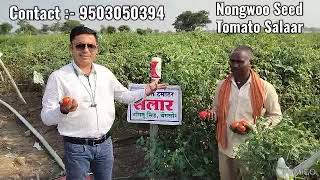 Nongwoo Seed Tomato Salaar ( Strong Veriety ) Presented by Mr. Nilesh Bhujade