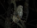 tawny owl singing up close huhurez mic cântând de aproape