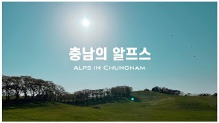 (4K) 지금 시기에 딱인 국내 힐링 여행 - 충남 서산 | 서산한우마을, 서산유기방가옥, 개심사 “왕벚꽃”, “청벚꽃”