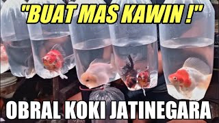 🔴 MAS KOKI JUMBO NICH‼️ UPDATE CEK HARGA TERBARU MAS KOKI TERMURAH AGUNG PASAR IKAN HIAS JATINEGARA