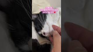 猫をモフモフする動画#shorts #cat #ねこ