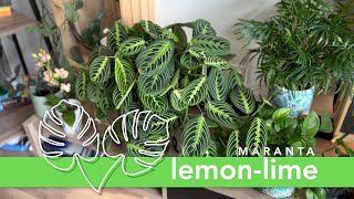 Plants with Kevin: Lemon-Lime Maranta 🪴