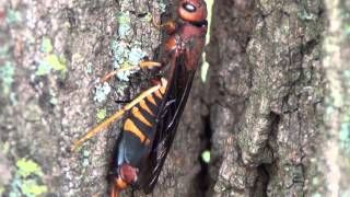 What is this bug, anyone?