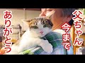 【臆病で引きこもりの猫】「猫のための家」に引越ししました!!