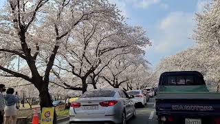 경주 흥무로 벚꽃터널 22년 4월3일 Cherry Blossom in Gyeongju Korea 22.3rd.Apr